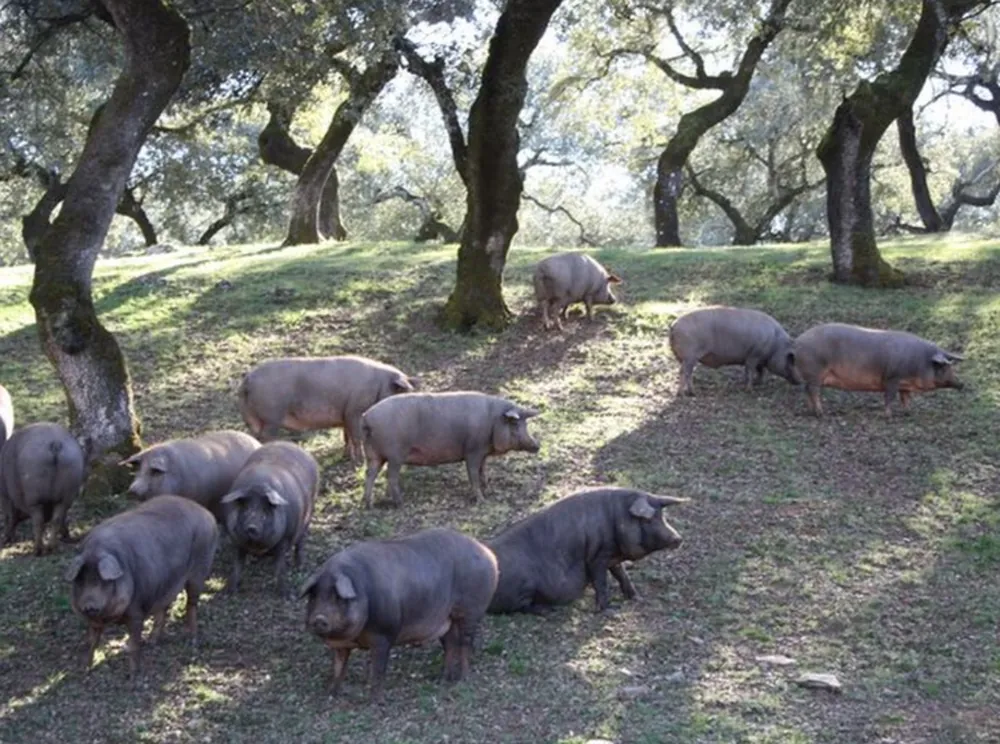 Porcs Iberico en liberté dans la dehesa durant la Montanera