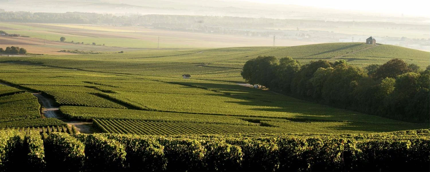 Le vignoble Grand Cru de Chouilly